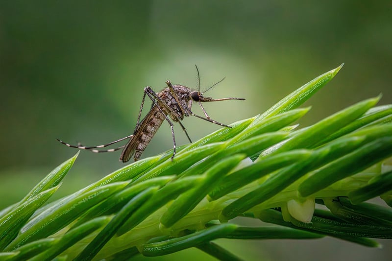 Pest Management Image